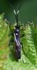 Vulgichneumon saturatorius nigripedis